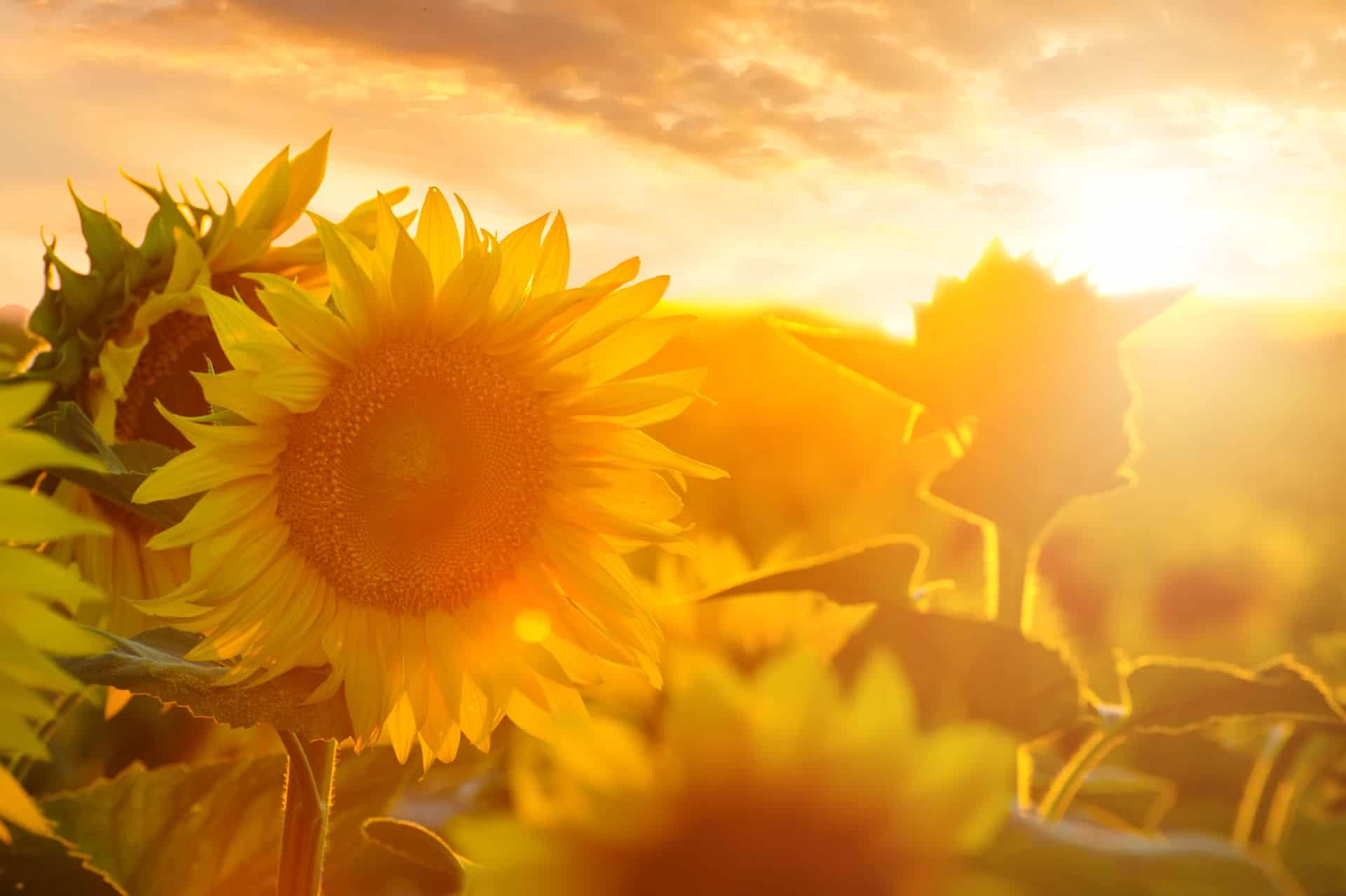 The Best Sunflower Fields in South Florida 2024