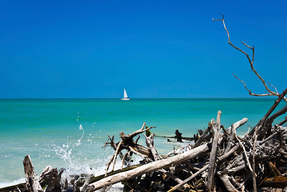 Beautiful Weathered Driftwood on the beach of Beer Can Island Longboat Key Florida with Sail Boat in BAckground