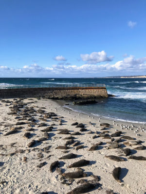 Seals on the shore at La Jolla Cove - a Great Sunset Spot in San Diego