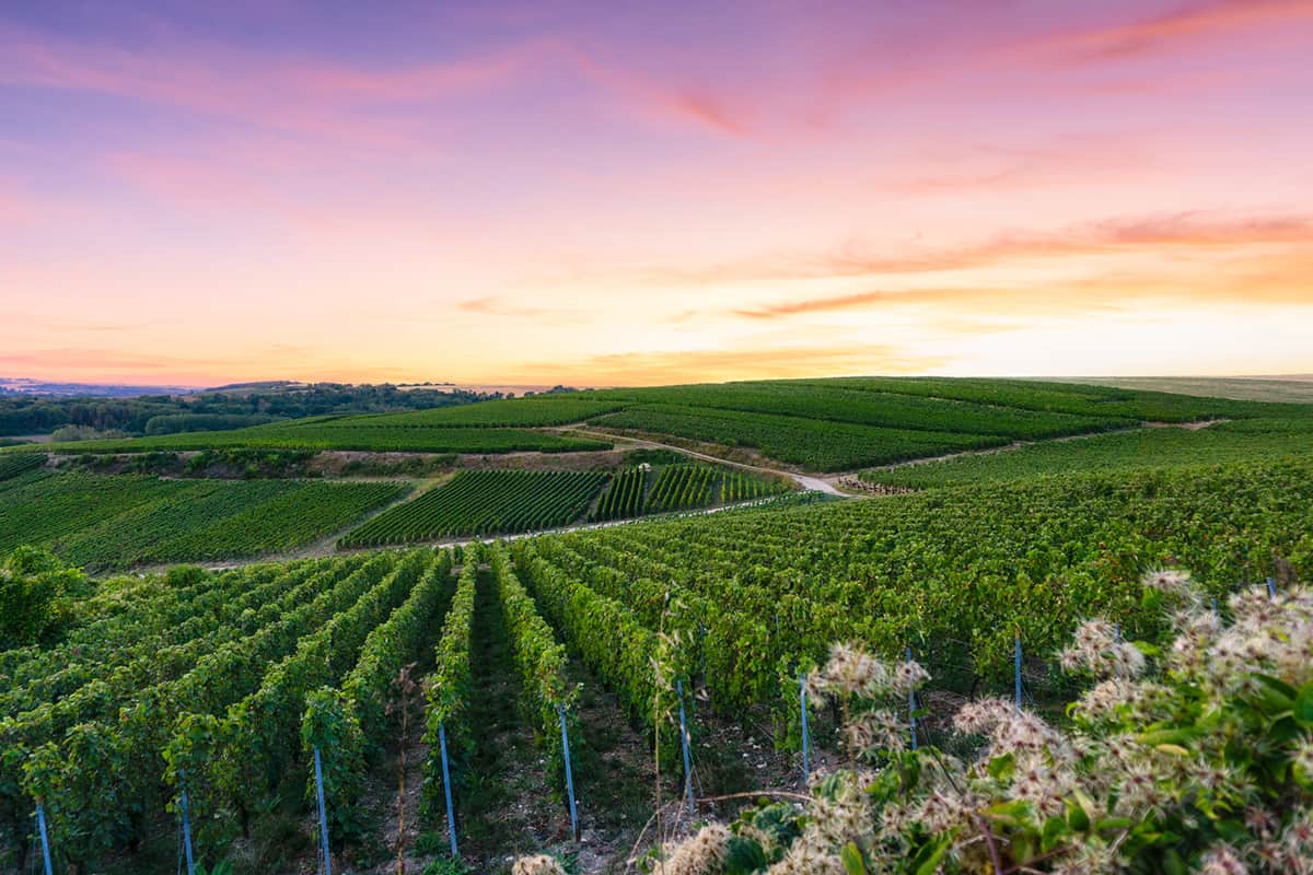 Grape vine landscape with sunset in Reims France