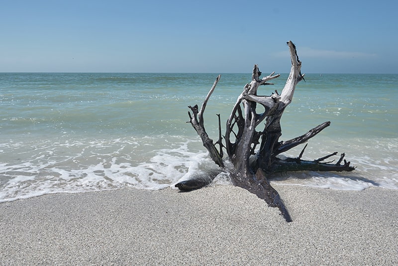 Tree root at beach on Sanibel Island