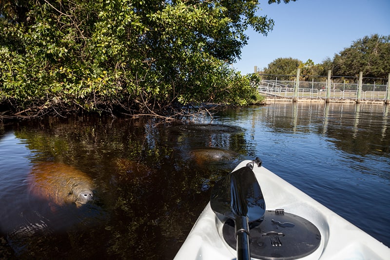 Several manatees in Southwest Florida swim slowly by a kayak in a riverway 