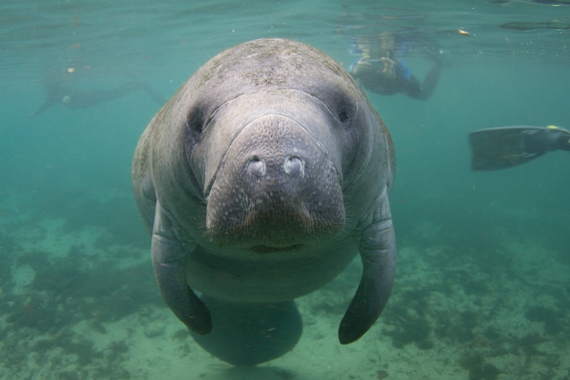Endangered Florida Manatee Underwater with Snorkelers in Background