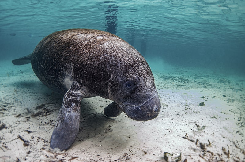 9 Best Spots to Kayak with Manatees in Florida