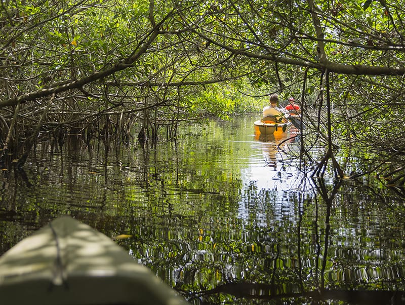 Kayaking in mangrove tunnels, Florida, USA