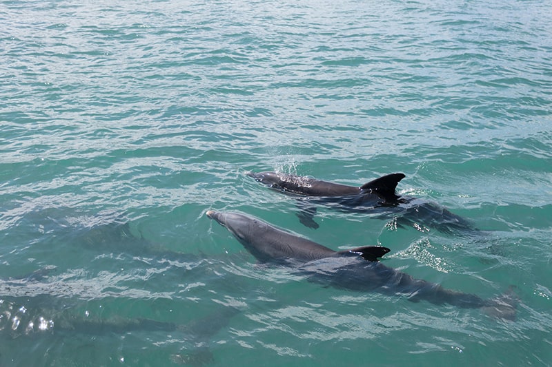 Beautiful dolphins swimming in the ocean