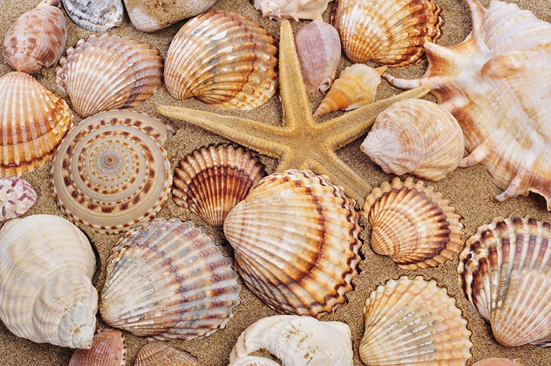 Beautiful shells and seastar on the beach