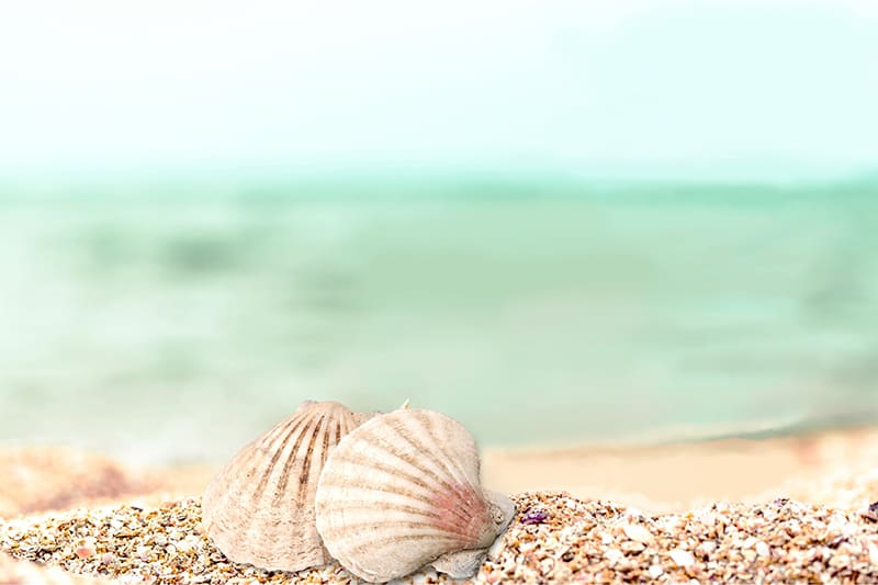 Shells on the beach with green waters in the background
