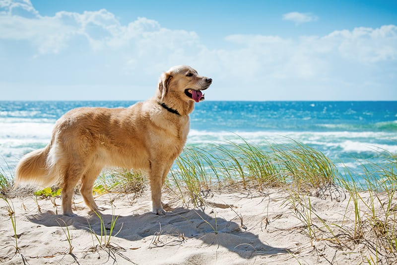 Is Anna Maria Island Dog Friendly? (Beaches, Activities, Hotels)