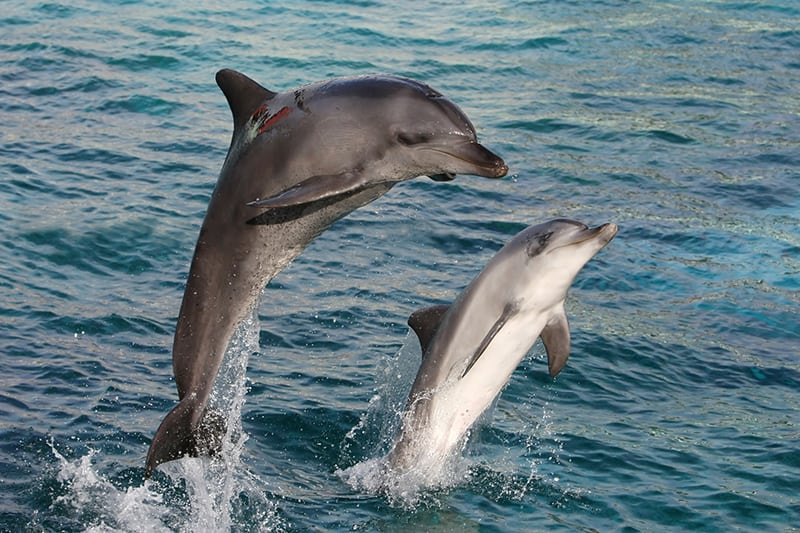 Bottlenose dolphins jumping out of the beautiful water in a bow jump