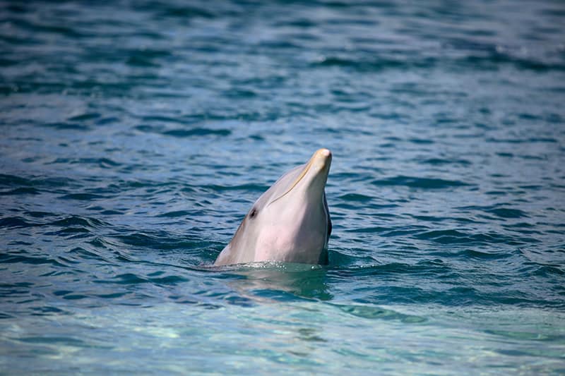 Bottlenose dolphin poking its head out from the waters