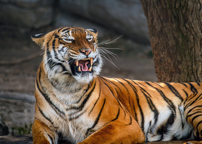 A beautiful up close Malyan Tiger at the Tampa Zoo -located in the Seminole Heights area