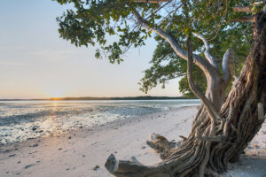 Ten Thousand Islands an island with a beautiful tree and ocean in the background