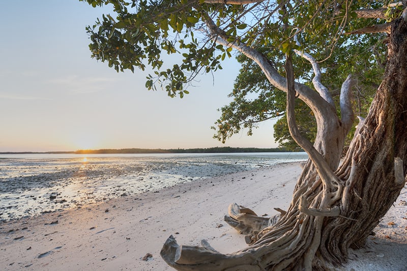 Tree on the beach of Ten Thousand Islands in Florida - where Marco Island is located