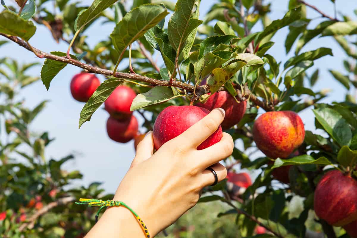 woman's hand picking an apple - popular fall activity
