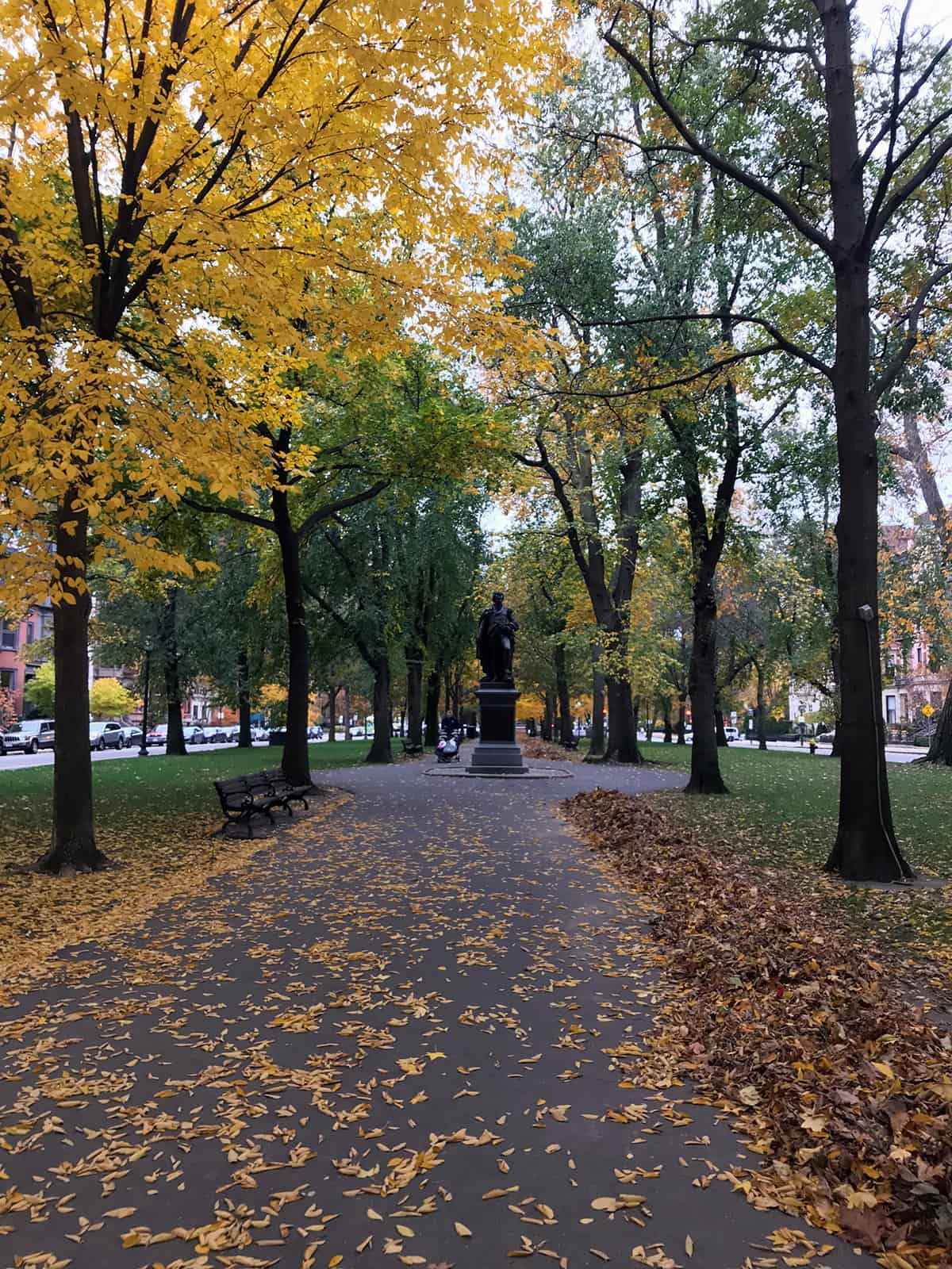 Yellow leaves changing colors on Commonwealth Avenue in Boston during the fall