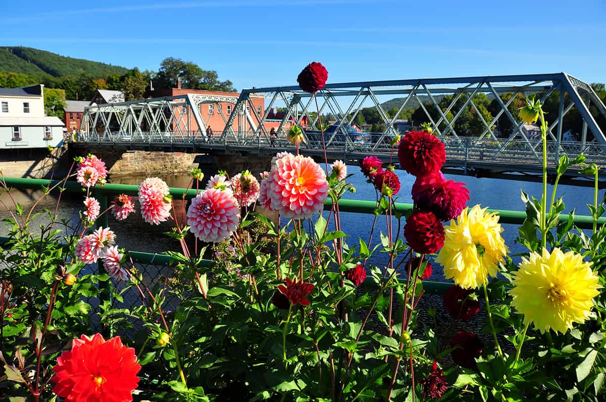 Shelburne Falls, Massachusetts:  Colourful Dahlias on the Bridge of Flowers and the Iron Bridge highay span over the Deerfield River