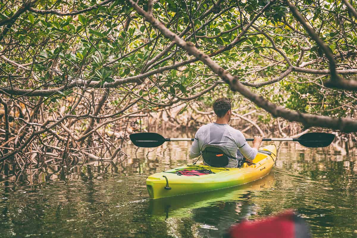 Kayak man kayaking in mangrove nature of Florida