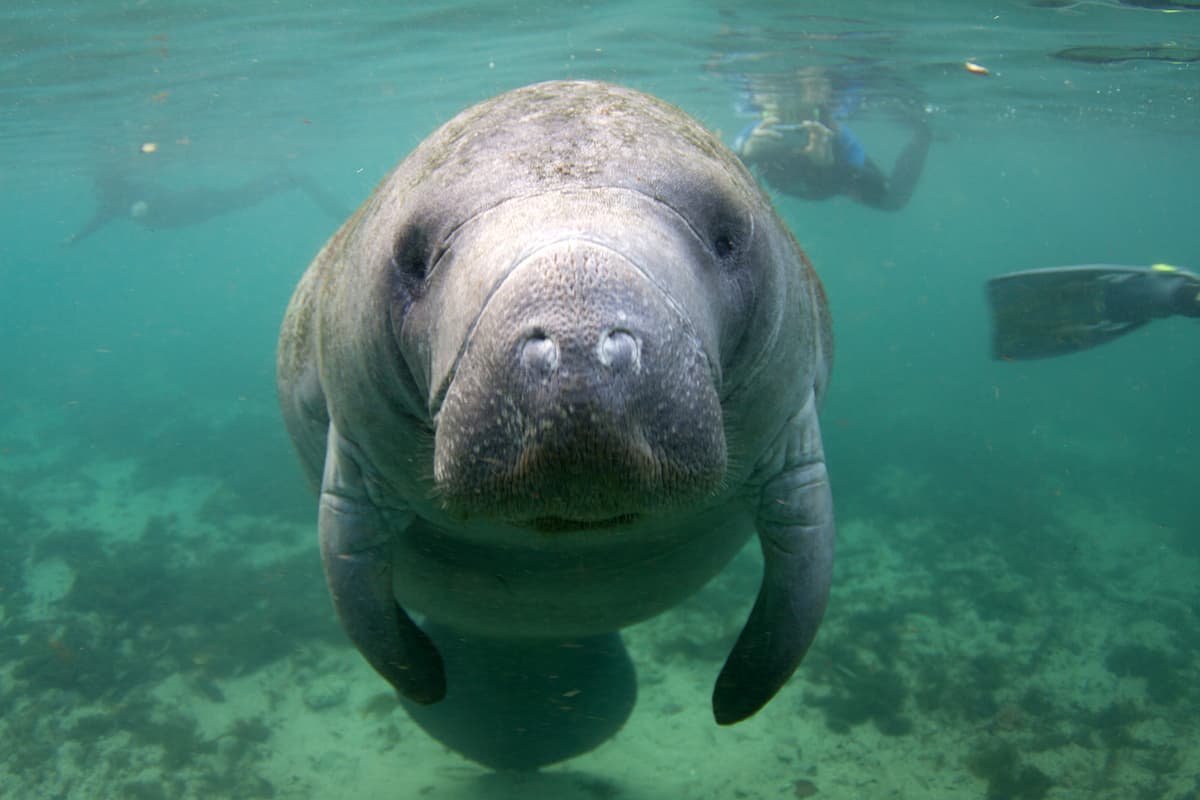Florida Manatee Underwater with Snorkelers in Background