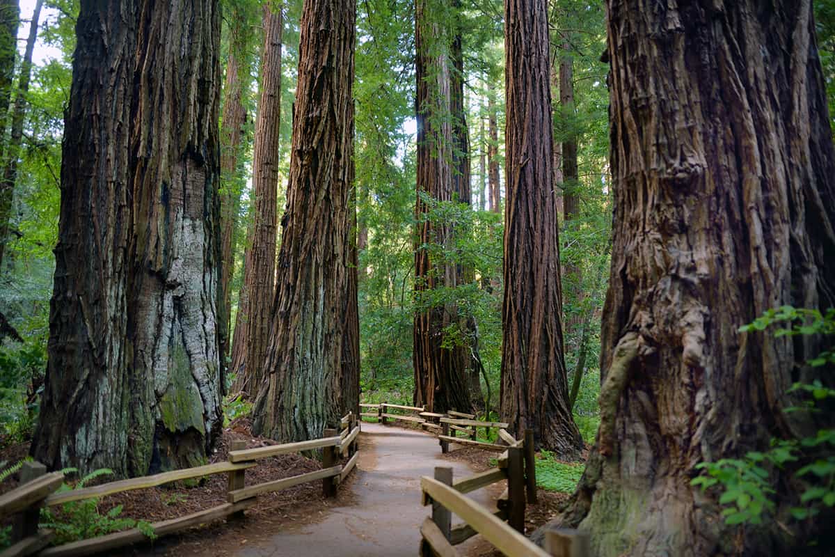 Hiking trails through giant redwoods in Muir forest near San Francisco, California - This is a stop on this wine tasting and hiking private Napa tour!